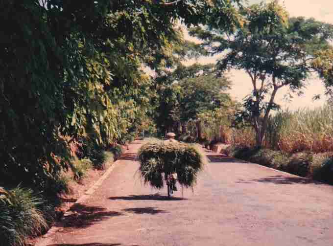 Men carrying fodder on his bicycle