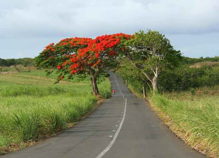 Country road Mauritius